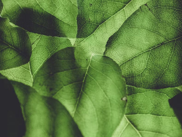 Sustainability is in the Details: How Clean Rebel Goes Beyond Clean